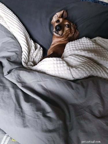 33 Pets to Boost Your Productivity While Working From Home