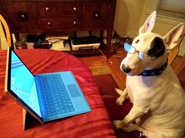 33 Pets to Boost Your Productivity While Working From Home