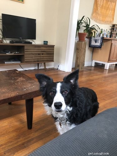 33 Pets to Boost Your Productivity While Working From Home