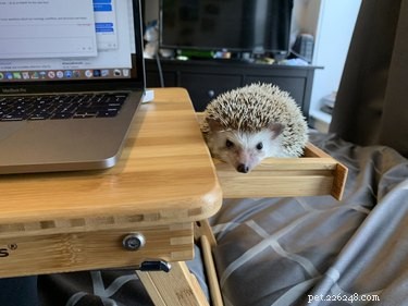 33 Pets to Boost Your Productivity While Working From Home