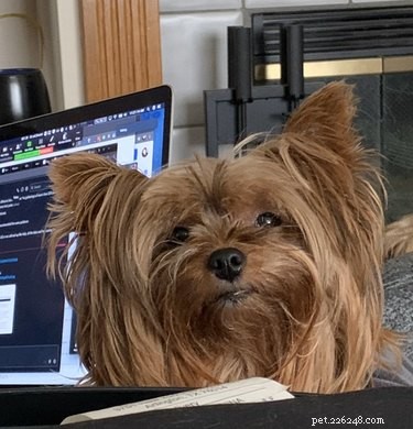33 Pets to Boost Your Productivity While Working From Home