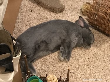 33 Pets to Boost Your Productivity While Working From Home