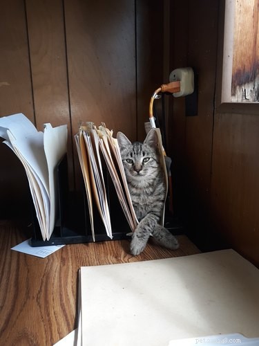 33 Pets to Boost Your Productivity While Working From Home