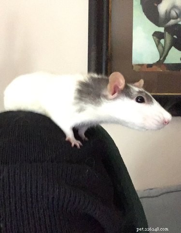 33 Pets to Boost Your Productivity While Working From Home