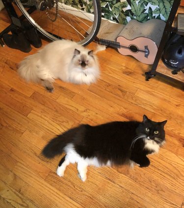 33 Pets to Boost Your Productivity While Working From Home