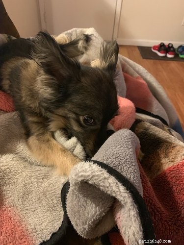 33 Pets to Boost Your Productivity While Working From Home