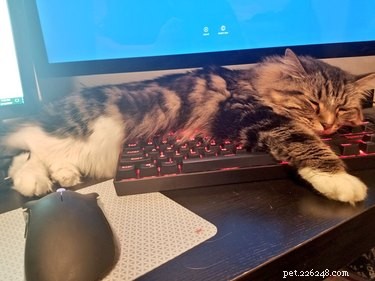 33 Pets to Boost Your Productivity While Working From Home