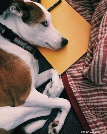 33 Pets to Boost Your Productivity While Working From Home