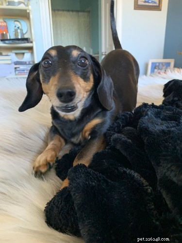 33 Pets to Boost Your Productivity While Working From Home