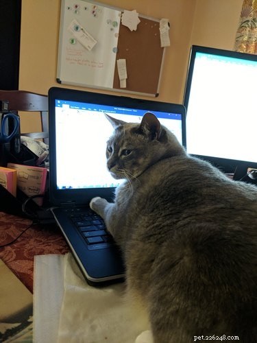 33 Pets to Boost Your Productivity While Working From Home