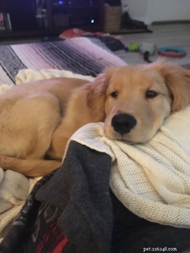33 Pets to Boost Your Productivity While Working From Home