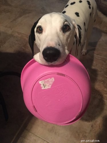 33 Pets to Boost Your Productivity While Working From Home