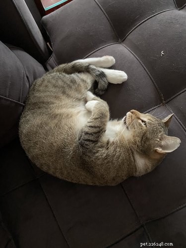 33 Pets to Boost Your Productivity While Working From Home