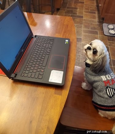 33 Pets to Boost Your Productivity While Working From Home