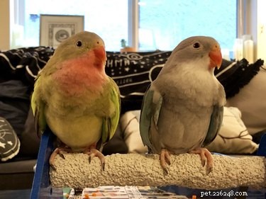 33 Pets to Boost Your Productivity While Working From Home