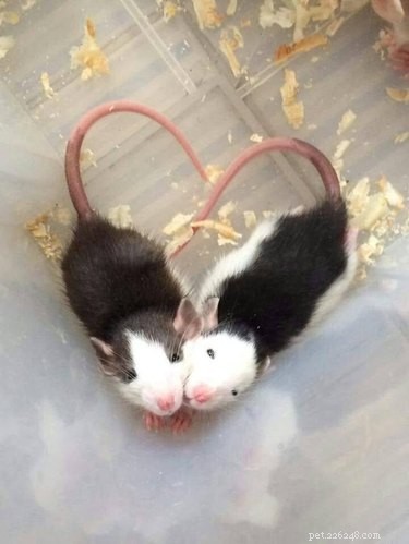 16 Adorable Fuzzy Animals Guaranteed to Brighten Your Day