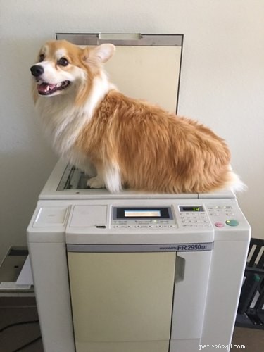 16 Adorable Fuzzy Animals Guaranteed to Brighten Your Day