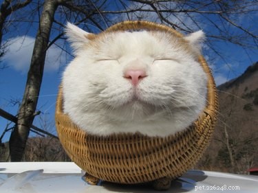 16 Adorable Fuzzy Animals Guaranteed to Brighten Your Day