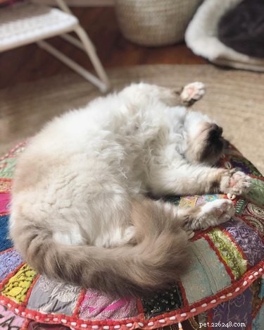 16 Adorable Fuzzy Animals Guaranteed to Brighten Your Day