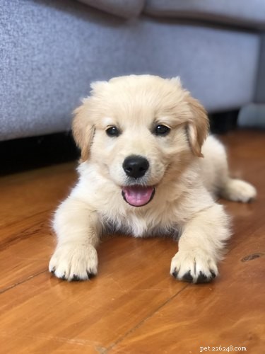 16 Adorable Fuzzy Animals Guaranteed to Brighten Your Day