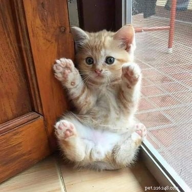16 Adorable Fuzzy Animals Guaranteed to Brighten Your Day
