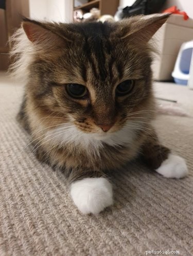 16 Adorable Fuzzy Animals Guaranteed to Brighten Your Day