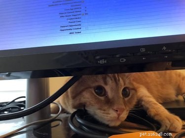 17 Pets That Disrupt Your Productivity—How to Stay Focused
