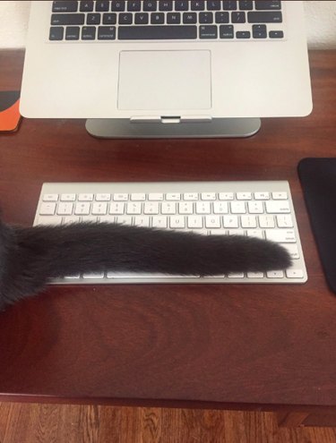 17 Pets That Disrupt Your Productivity—How to Stay Focused