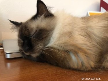 17 Pets That Disrupt Your Productivity—How to Stay Focused