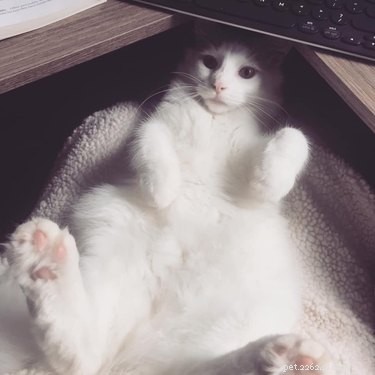 17 Pets That Disrupt Your Productivity—How to Stay Focused