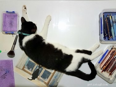 17 Pets That Disrupt Your Productivity—How to Stay Focused