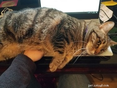 17 Pets That Disrupt Your Productivity—How to Stay Focused