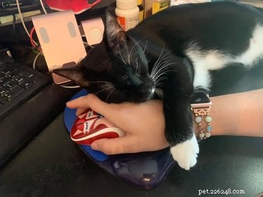 17 Pets That Disrupt Your Productivity—How to Stay Focused