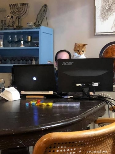 17 Pets That Disrupt Your Productivity—How to Stay Focused