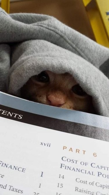 17 Pets That Disrupt Your Productivity—How to Stay Focused