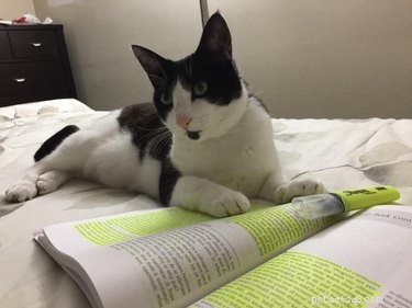 17 Pets That Disrupt Your Productivity—How to Stay Focused
