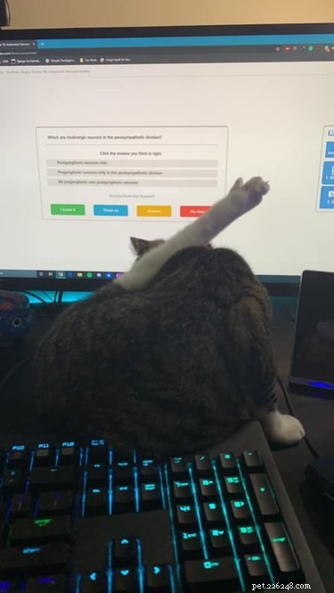 17 Pets That Disrupt Your Productivity—How to Stay Focused