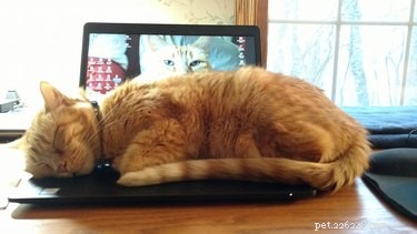 17 Pets That Disrupt Your Productivity—How to Stay Focused
