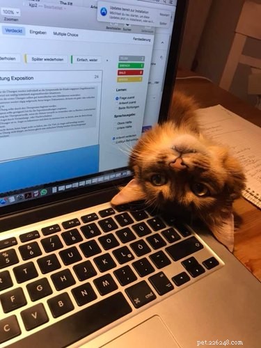 17 Pets That Disrupt Your Productivity—How to Stay Focused