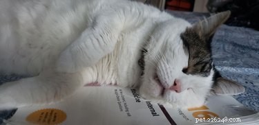 17 Pets That Disrupt Your Productivity—How to Stay Focused