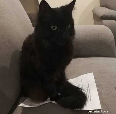 17 Pets That Disrupt Your Productivity—How to Stay Focused