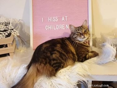 19 Hilarious Pet Letter Boards That Will Make You Laugh