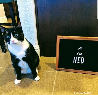 19 Hilarious Pet Letter Boards That Will Make You Laugh