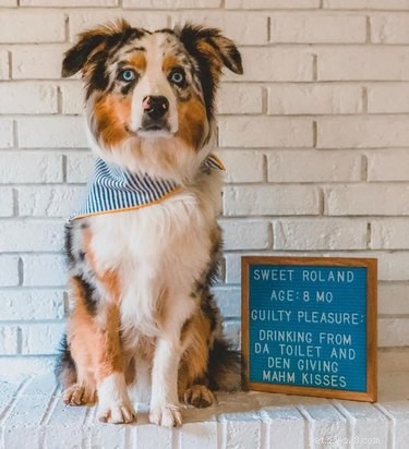 19 Hilarious Pet Letter Boards That Will Make You Laugh