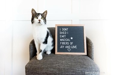 19 Hilarious Pet Letter Boards That Will Make You Laugh
