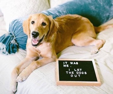 19 Hilarious Pet Letter Boards That Will Make You Laugh