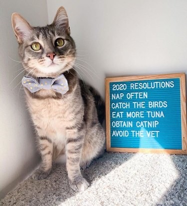19 Hilarious Pet Letter Boards That Will Make You Laugh