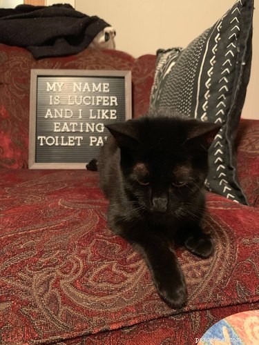 19 Hilarious Pet Letter Boards That Will Make You Laugh