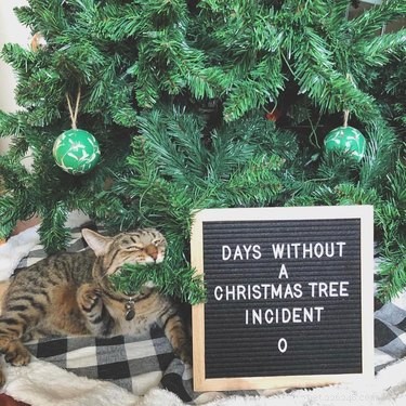 19 Hilarious Pet Letter Boards That Will Make You Laugh