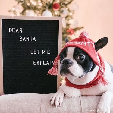 19 Hilarious Pet Letter Boards That Will Make You Laugh